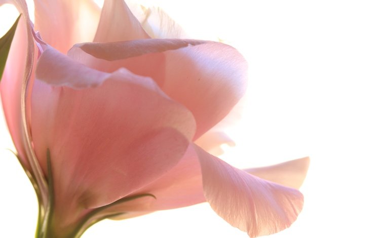 цветок, лепестки, белый фон, эустома, flower, petals, white background, eustoma