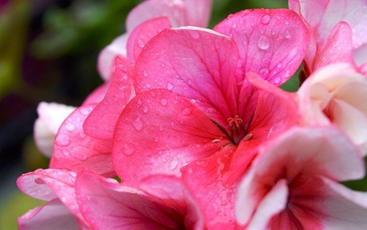 цветок, лето, розовый, капли воды, герань, flower, summer, pink, water drops, geranium