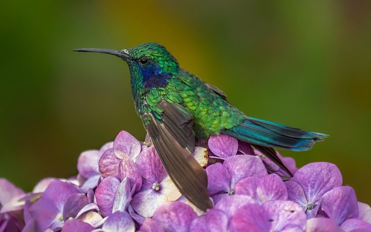 цветок, птица, клюв, колибри, оперение, гортензия, flower, bird, beak, hummingbird, tail, hydrangea