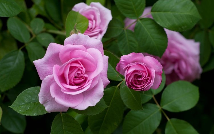 цветы, бутоны, розы, розовые, куст, flowers, buds, roses, pink, bush