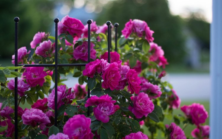 цветы, бутоны, розы, забор, куст, flowers, buds, roses, the fence, bush