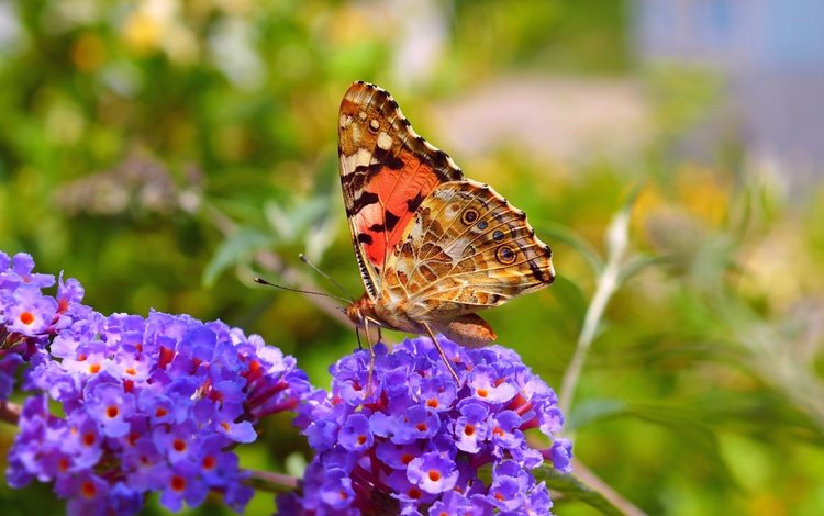 цветы, макро, насекомое, бабочка, крылья, весна, flowers, macro, insect, butterfly, wings, spring