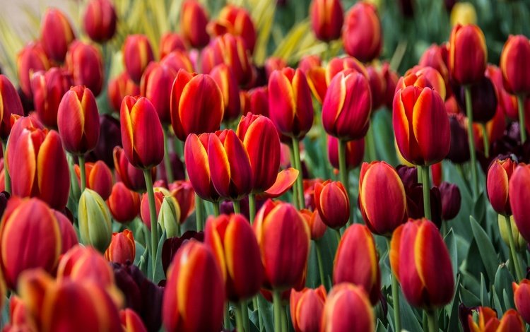 цветы, бутоны, красные, тюльпаны, flowers, buds, red, tulips