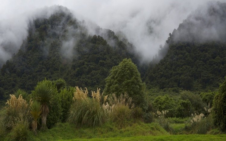 деревья, горы, лес, туман, кусты, новая зеландия, trees, mountains, forest, fog, the bushes, new zealand