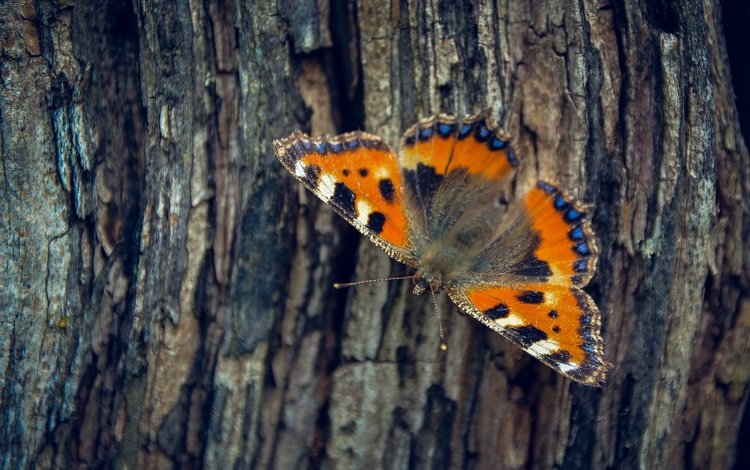 дерево, насекомое, бабочка, крылья, кора, tree, insect, butterfly, wings, bark