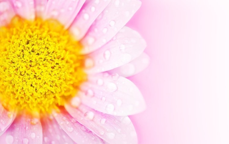 фон, цветок, капли, лепестки, розовый, маргаритка, background, flower, drops, petals, pink, daisy