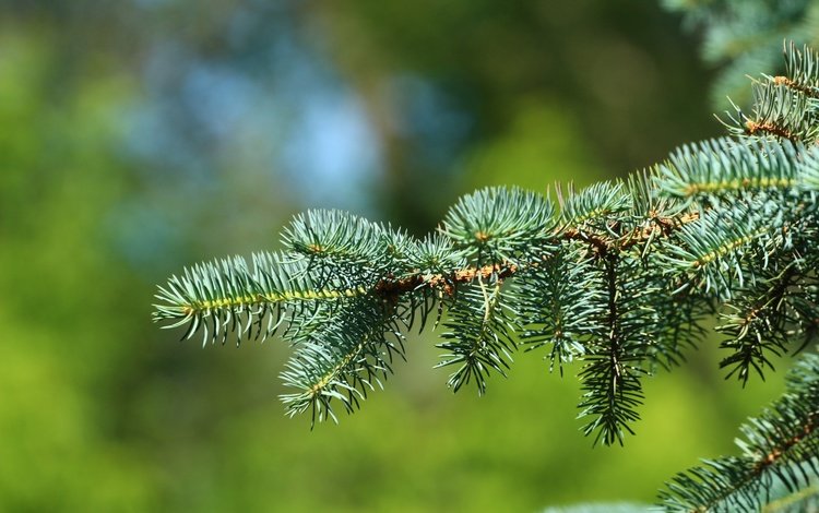 ветка, хвоя, фон, ель, иголки, branch, needles, background, spruce