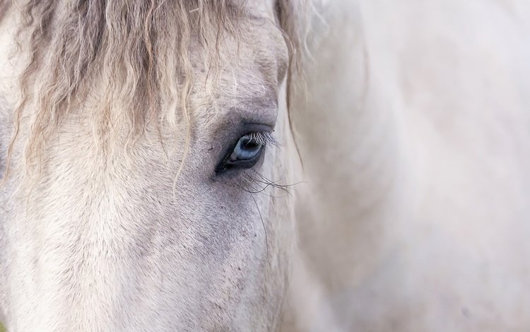 лошадь, фон, глаз, конь, грива, horse, background, eyes, mane