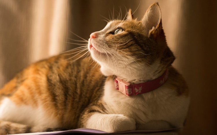 фон, кот, кошка, взгляд, лежит, профиль, ошейник, рыжий, полосатый, striped, background, cat, look, lies, profile, collar, red