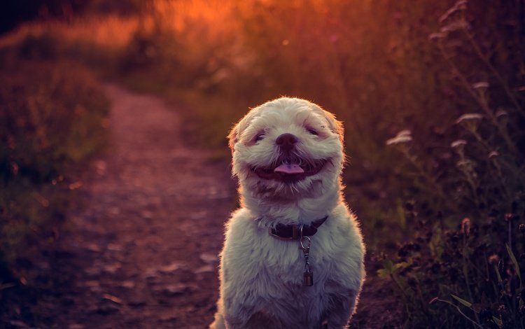закат, фон, улыбка, собака, язык, ши-тцу, e b, sunset, background, smile, dog, language, shih tzu