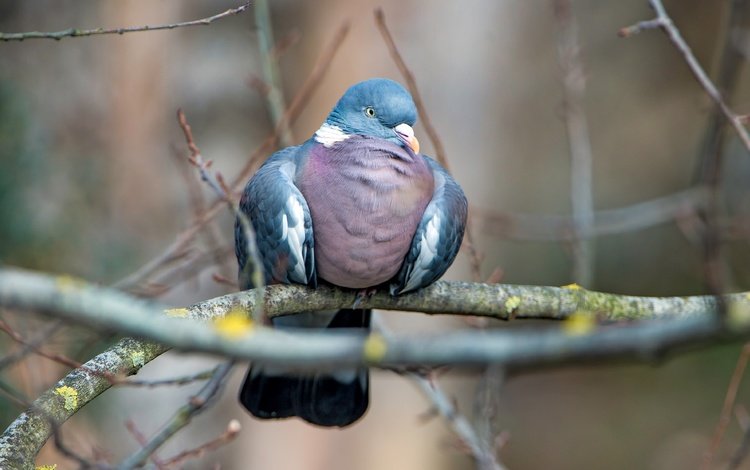 фон, ветки, птица, голубь, background, branches, bird, dove