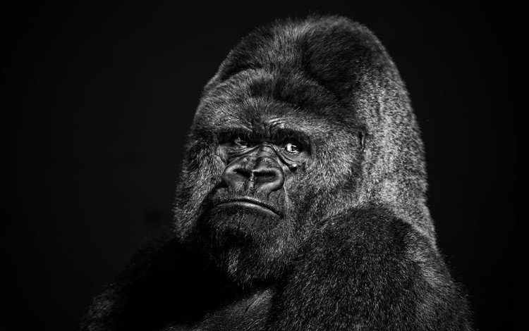 морда, взгляд, чёрно-белое, животное, обезьяна, горилла, face, look, black and white, animal, monkey, gorilla
