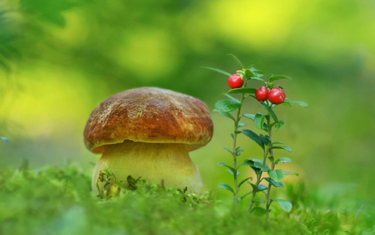 природа, гриб, мох, ягоды, белый гриб, aleksandr hvozd, nature, mushroom, moss, berries, white mushroom