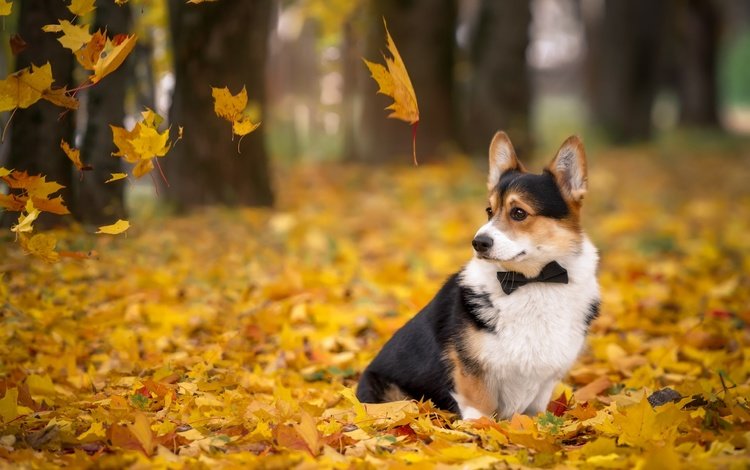 листья, осень, собака, вельш-корги, корги, пемброк, leaves, autumn, dog, welsh corgi, corgi, pembroke