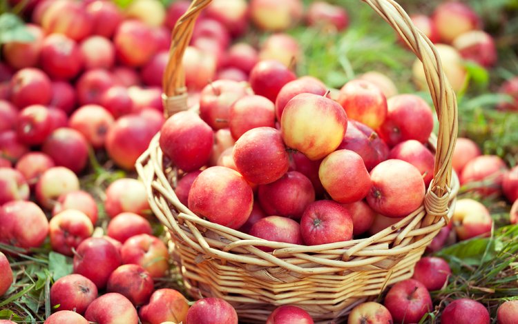 фрукты, яблоки, корзина, много, урожай, корзинка с яблоками, fruit, apples, basket, a lot, harvest, basket with apples
