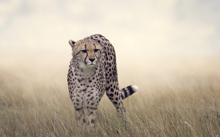 трава, кошка, хищник, большая кошка, гепард, боке, grass, cat, predator, big cat, cheetah, bokeh