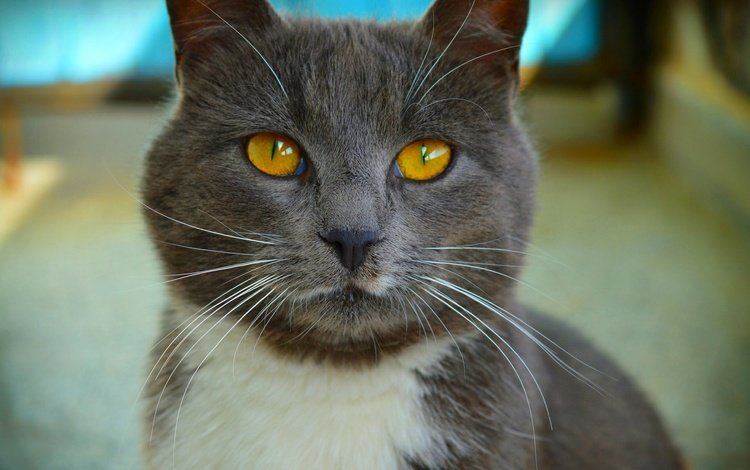 кот, мордочка, усы, кошка, взгляд, желтые глаза, cat, muzzle, mustache, look, yellow eyes