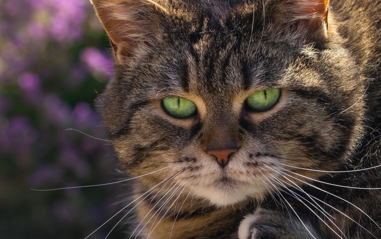 глаза, фон, кот, мордочка, усы, кошка, взгляд, зеленые глаза, eyes, background, cat, muzzle, mustache, look, green eyes