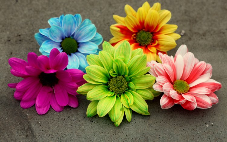 лепестки, разноцветные, герберы,  цветы, petals, colorful, gerbera, flowers
