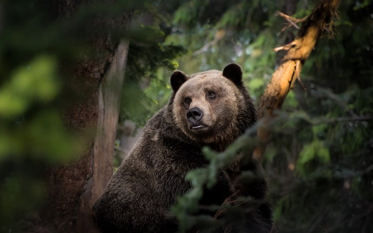 морда, природа, лес, взгляд, медведь, face, nature, forest, look, bear