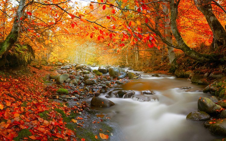 деревья, природа, камни, лес, листья, ручей, осень, поток, румыния, romania, trees, nature, stones, forest, leaves, stream, autumn