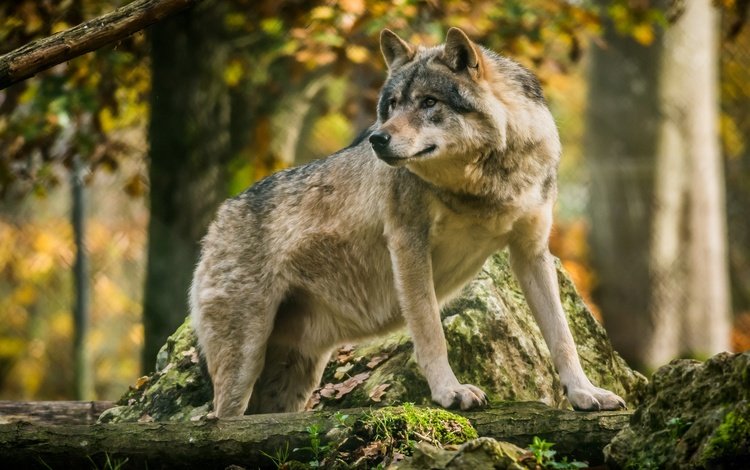морда, лес, взгляд, хищник, волк, face, forest, look, predator, wolf