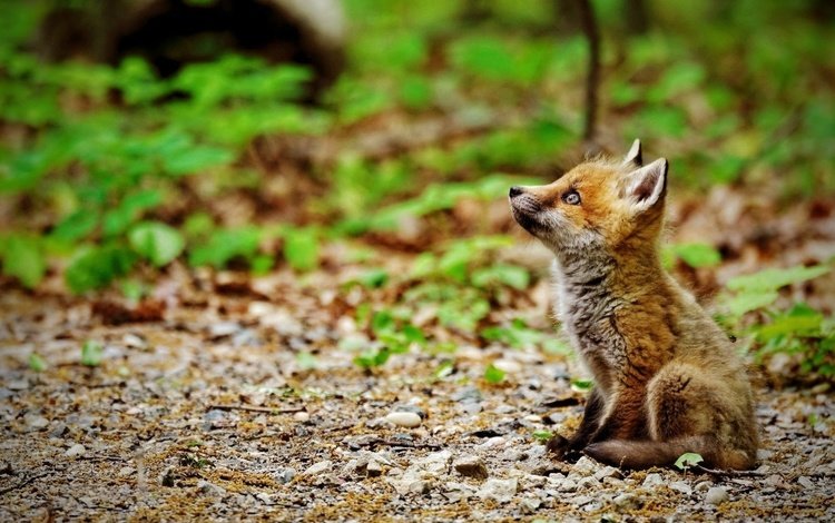 природа, мордочка, взгляд, лиса, лисица, лисенок, nature, muzzle, look, fox