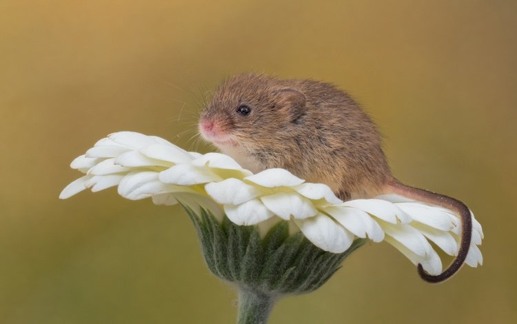 макро, фон, цветок, мышь, мышка, гербера, грызун, мышь-малютка, macro, background, flower, mouse, gerbera, rodent, the mouse is tiny