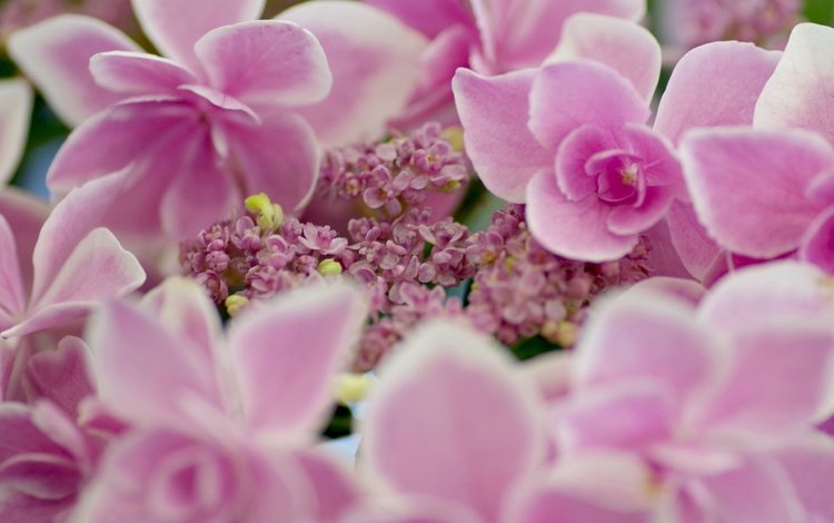 цветы, макро, лепестки, розовые, соцветие, гортензия, flowers, macro, petals, pink, inflorescence, hydrangea