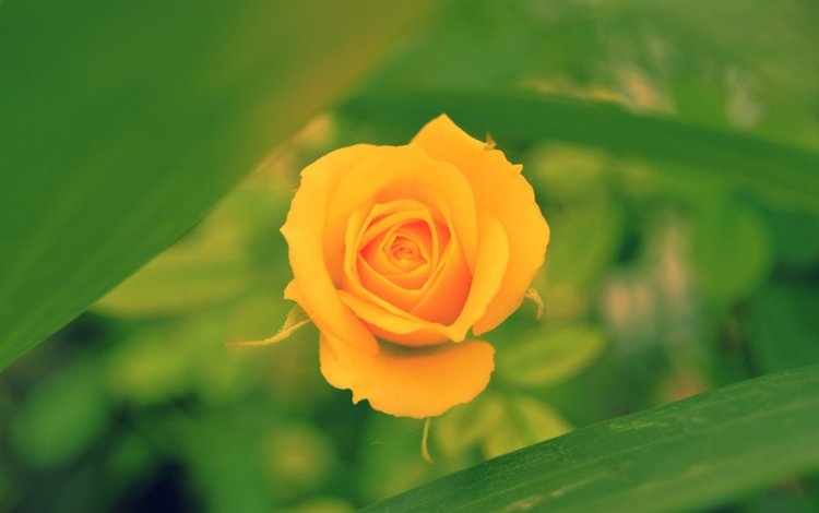 макро, цветок, роза, размытость, бутон, боке, желтая роза, macro, flower, rose, blur, bud, bokeh, yellow rose