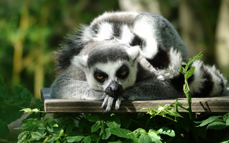 мордочка, взгляд, лемур, примат, кошачий лемур, muzzle, look, lemur, the primacy of, a ring-tailed lemur