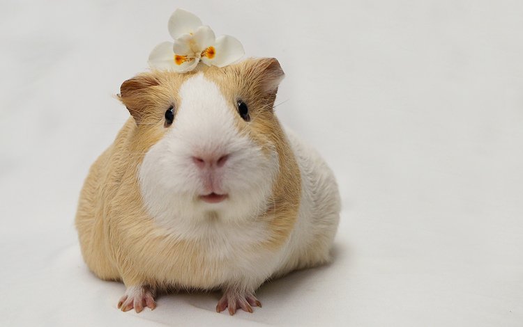 цветок, мордочка, взгляд, белый фон, морская свинка, flower, muzzle, look, white background, guinea pig