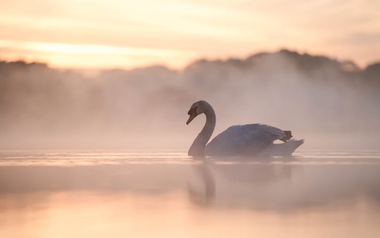 озеро, утро, туман, птица, лебедь, lake, morning, fog, bird, swan