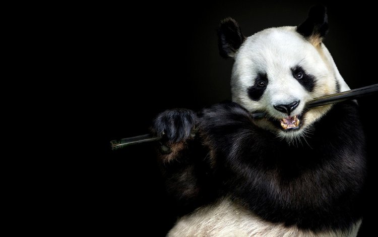 морда, взгляд, панда, бамбук, черный фон, face, look, panda, bamboo, black background
