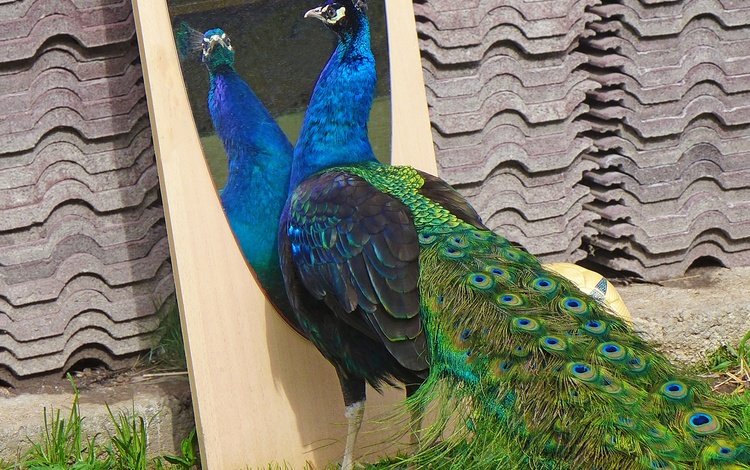 отражение, зеркало, птицы, клюв, павлин, перья, окрас, хвост, reflection, mirror, birds, beak, peacock, feathers, color, tail