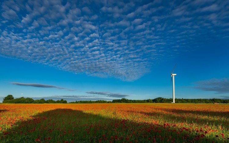 небо, цветы, трава, облака, поле, лето, маки, ветряк, the sky, flowers, grass, clouds, field, summer, maki, windmill