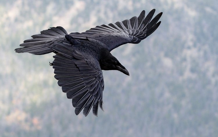 полет, крылья, птица, клюв, ворон, flight, wings, bird, beak, raven