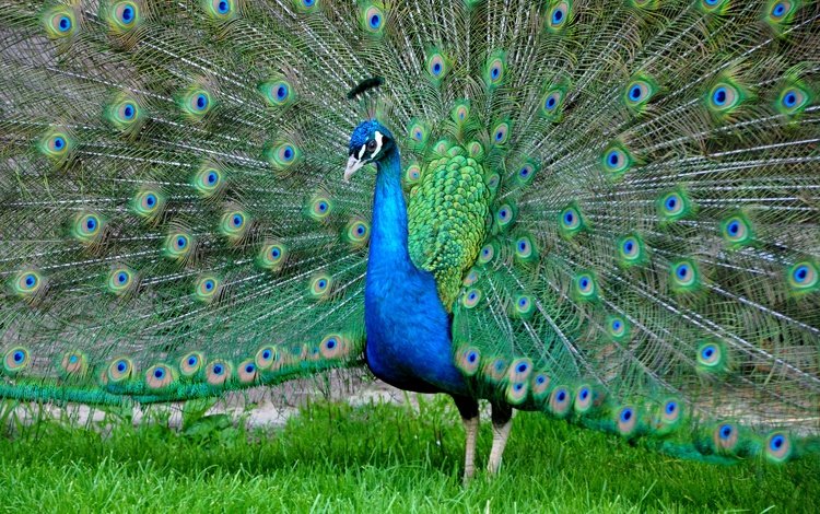 птица, павлин, перья, окрас, хвост, bird, peacock, feathers, color, tail