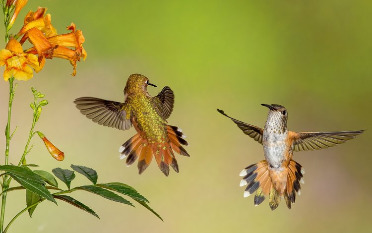 цветы, крылья, птицы, клюв, перья, колибри, flowers, wings, birds, beak, feathers, hummingbird