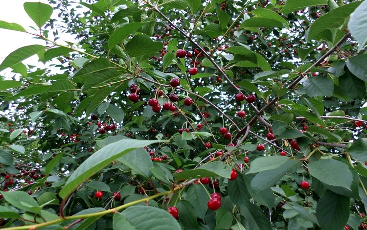 сад, ягоды, плоды, вишнёвый, garden, berries, fruit, cherry