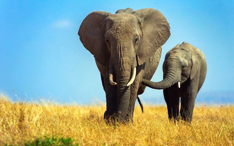 небо, трава, слоны, слониха, слоненок, the sky, grass, elephants, the elephant, elephant