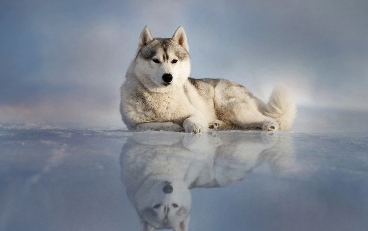 отражение, лёд, собака, лежит, хаски, reflection, ice, dog, lies, husky