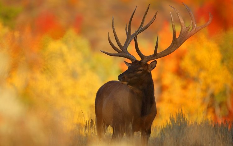 свет, олень, фон, листва, осень, размытость, рога, light, deer, background, foliage, autumn, blur, horns