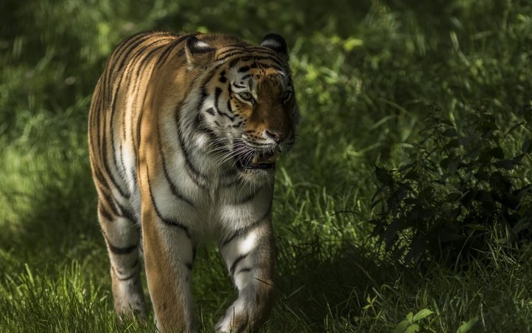 тигр, морда, трава, зелень, взгляд, хищник, прогулка, tiger, face, grass, greens, look, predator, walk
