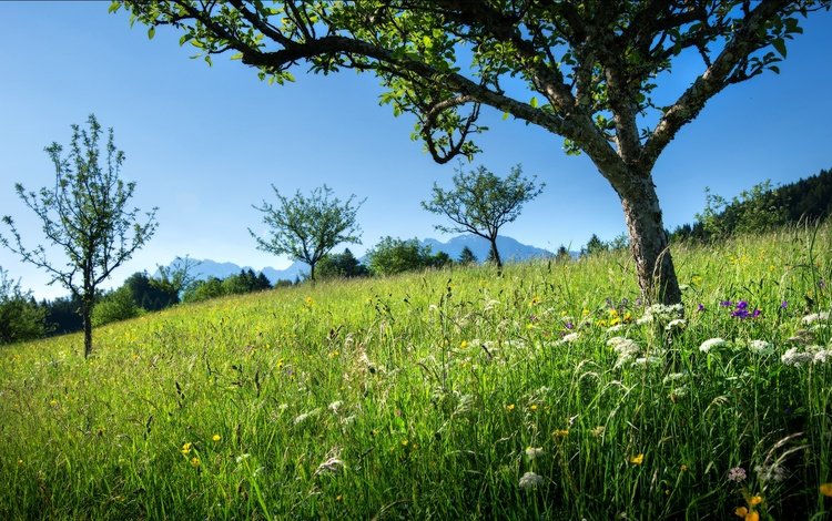 небо, цветы, трава, деревья, горы, склон, луг, the sky, flowers, grass, trees, mountains, slope, meadow