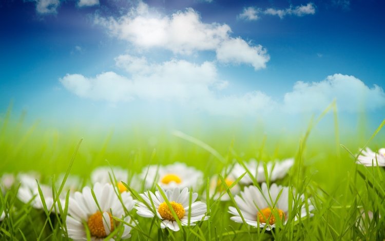 небо, цветы, трава, облака, лепестки, луг, ромашки, белые, the sky, flowers, grass, clouds, petals, meadow, chamomile, white