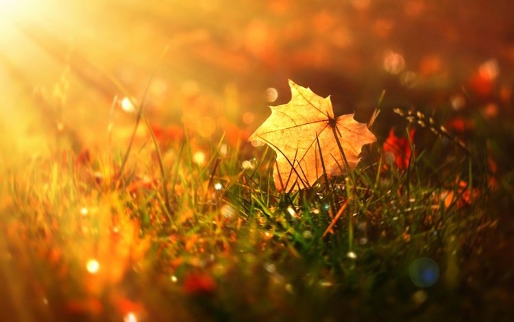 трава, природа, осень, блики, лист, кленовый лист, grass, nature, autumn, glare, sheet, maple leaf