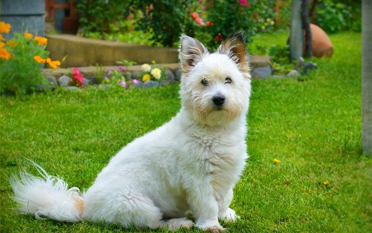 трава, мордочка, взгляд, собака, вест-хайленд-уайт-терьер, grass, muzzle, look, dog, the west highland white terrier