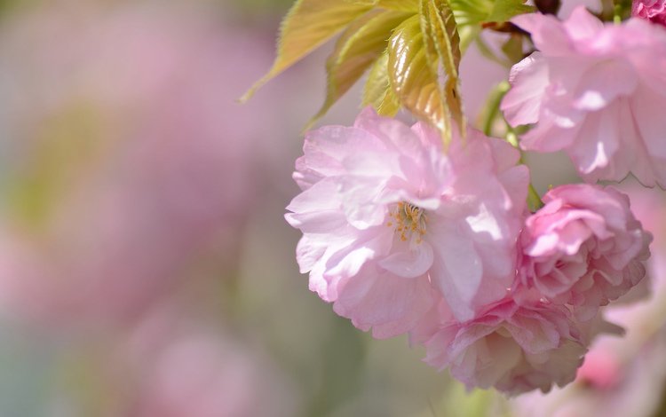 весна, сакура, spring, sakura