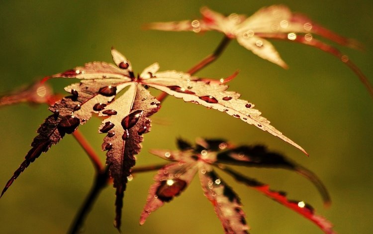 листья, макро, роса, капли, осень, leaves, macro, rosa, drops, autumn